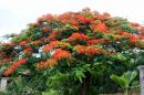 Grenada / Grenadines 2015: Colorful Flamboyant tree  -  21.09.2015  -  Grenada 